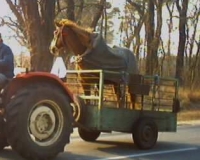 Befähigungsnachweis Tiertransport 